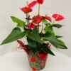 Anthurium Valentijn in pot