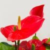 Anthurium Valentijn in pot - Afbeelding 2
