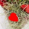 Anthurium Valentijn in pot - Afbeelding 3